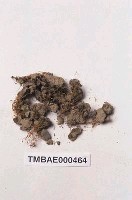 藏品(長朔苔)的圖片